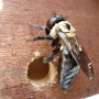 The Bee Hunter, Massachusetts