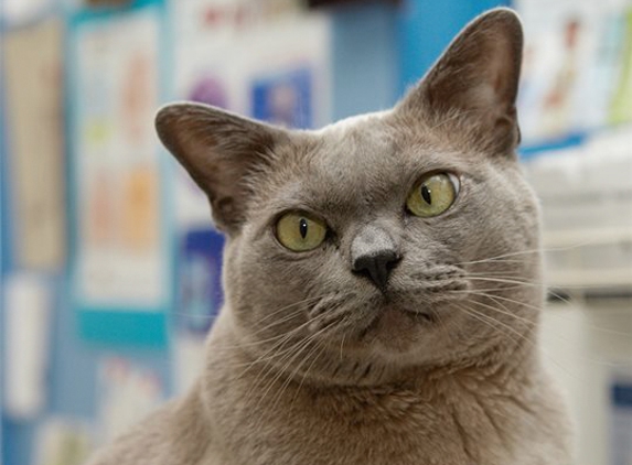 Maroondah Veterinary Clinic - Croydon, VIC