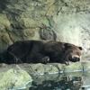 Woodland Park Zoo gallery