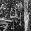 Nature's Touch Tree Care and Landscaping gallery