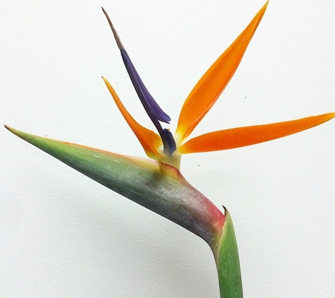 Bird of Paradise Flowers - Bristol, PA