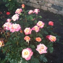 Maplewood Rose Garden - Botanical Gardens