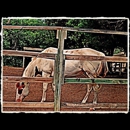 White Rock Stables - Horse Breeders
