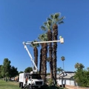 Hemet Tree Service - Tree Service