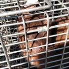 Varment Guard Wildlife Services