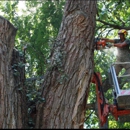 Tree Wise Men - Tree Service