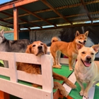 BratPak Dog Kamp - Livermore