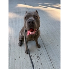 Fresh Paws Pet Grooming and Dog Daycare