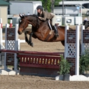 Penny Lane Stables - Horse Dealers