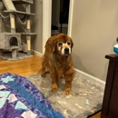 Wachusett Pet Care - Dog Parks