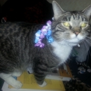 Caitybug's Mobile Grooming - Pet Grooming