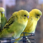 Uncle Bill's Pet Centers Zionsville