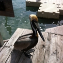 Hungry Tarpon Restaurant - American Restaurants