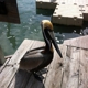 Hungry Tarpon Restaurant