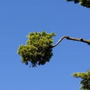 B & A Tree Service - Tree Service