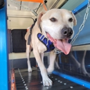 Mobile Dog Runners & Pet Care Solutions LLC