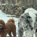 Dog Commander - Dog Training