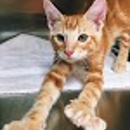Cats Only Veterinary Clinic - Veterinarians