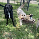 Lone Star Pet Lodges - Pet Services
