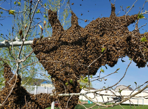 Bee Rescue Foundation Of Florida Live Bee Removal - Clearwater, FL