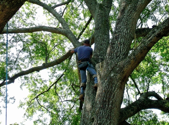 Big Head Chuck's Tree Service & Firewood