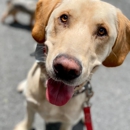 Dog Guard South Carolina - Pet Training