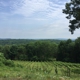 Clearview Vineyard