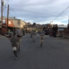 Oatman Hotel gallery