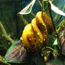 Pangaea Pets - Pet Stores
