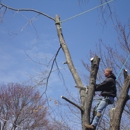 Black's Tree And Landscape - Firewood