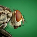 Rooftop Exterminating - Pest Control Services