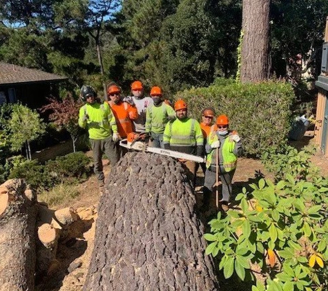 Rodriguez Tree Service - Salinas, CA