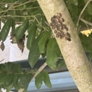 Bugs No More - Bee Control & Removal Service