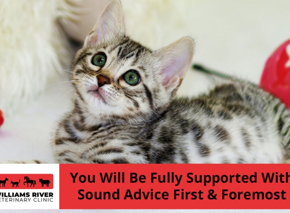 Williams River Veterinary - Clarence Town, NSW. You Will Be Fully Supported With Sound Advice First & Foremost