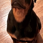 Raber's Rottweilers