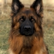 Vom Faehnrich-Chicagoland German Shepherds