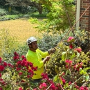 Georgia Tree Company - Arborists