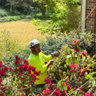Georgia Tree Company