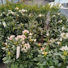 Kurtz Bros. Mulch & Soils