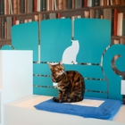 Club Cat