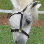 Tranquil Acres Horse Boarding