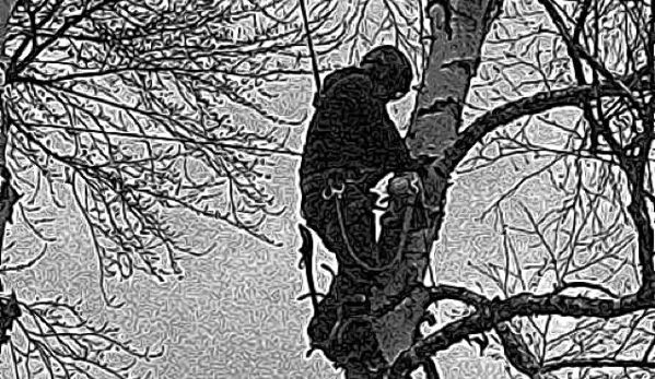 Quinlan Tree Service - Milford, MI