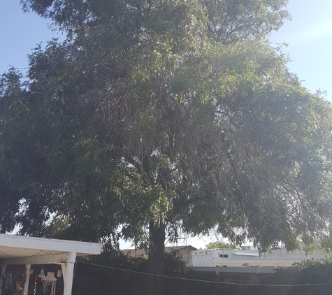 J.E.M Tree Service - Rancho Cucamonga, CA. Before