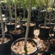 Wasatch Shadows Nursery