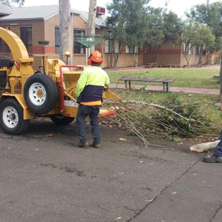 MSZ Tree Lopping Service