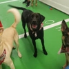 Furball Fitness Dog Walking & Pet Care gallery