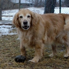 Wintergreen Kennels