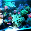 Living Reef Aquariums gallery