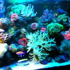 Living Reef Aquariums