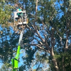 Family Tree and Landscaping